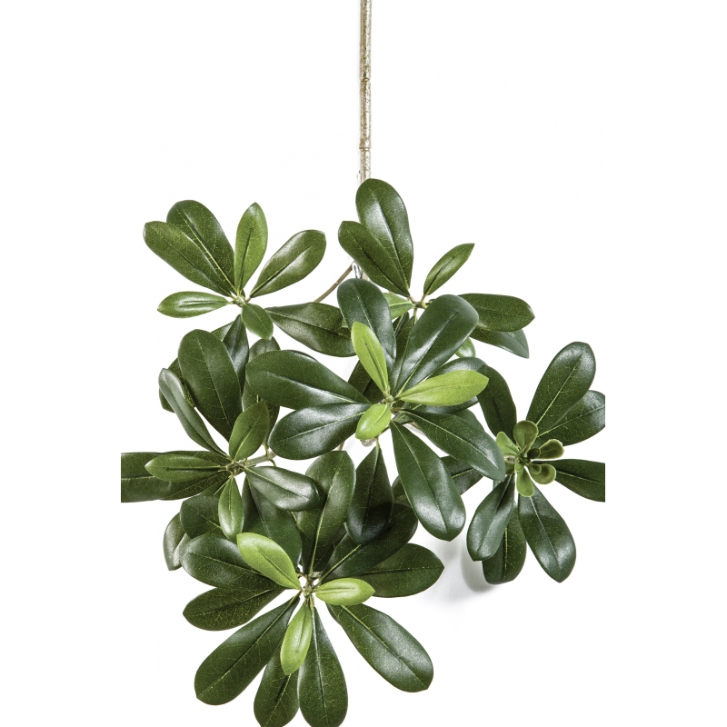 Pittisporum mountain spray x 66 40 cm