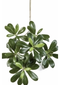Pittisporum mountain spray x 66 40 cm