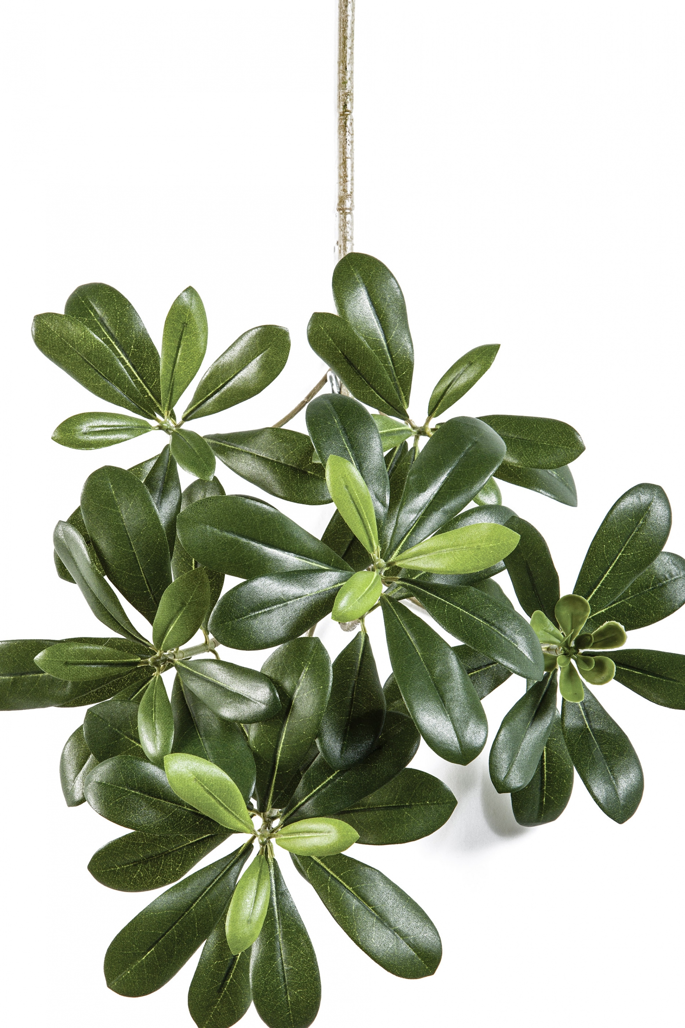 Pittisporum mountain spray x 66 40 cm