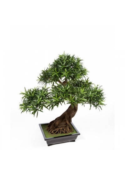 Podocarpus Bonzai x 6 80 cm