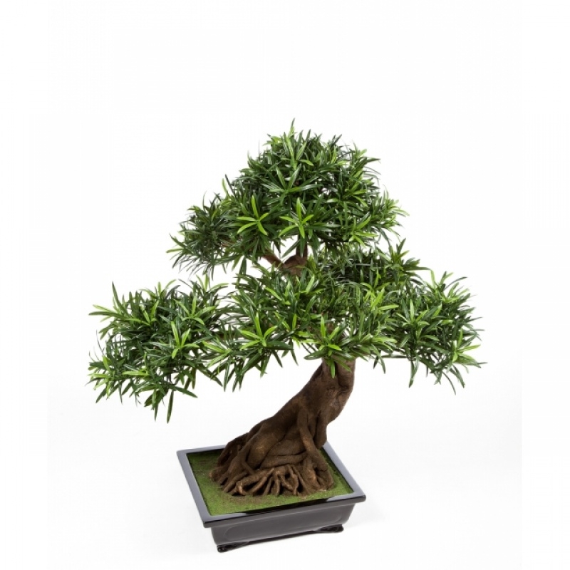 Podocarpus Bonzai x 6 80 cm