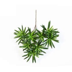 Podocarpus spray 35 cm