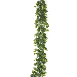 Pothos Garland 180 cm