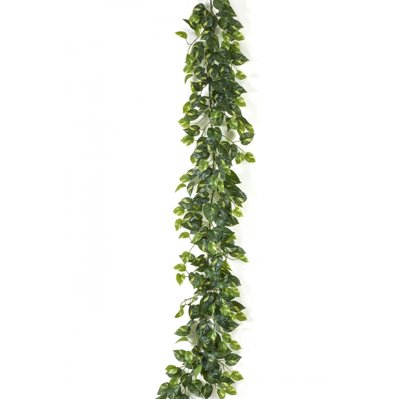 Pothos Garland 180 cm
