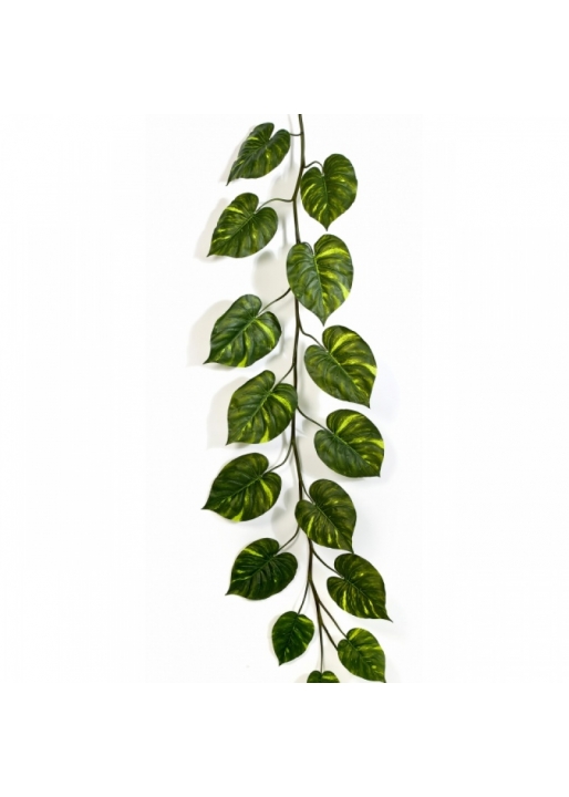 Pothos Giant Garland 230 cm