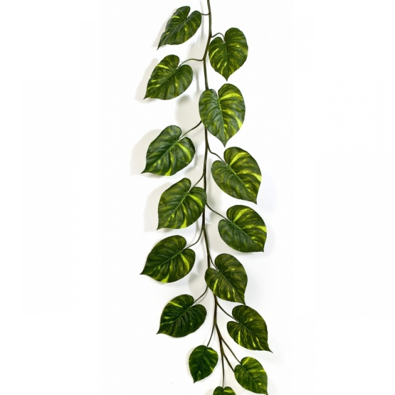 Pothos Giant Garland 230 cm