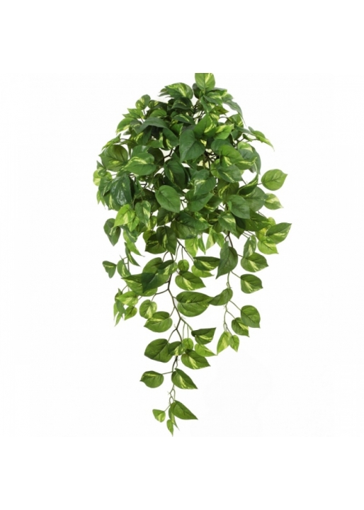 Pothos Hanging Bush x 232 85 cm