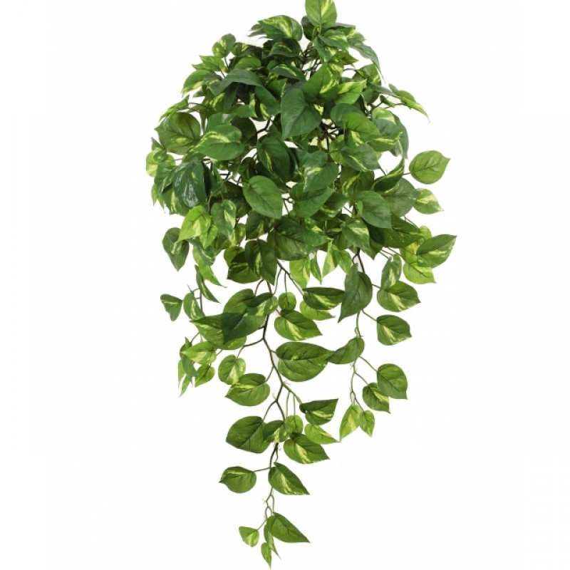 Pothos Hanging Bush x 232 85 cm