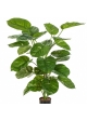 Pothos Plant Giant Leaf 115 cm