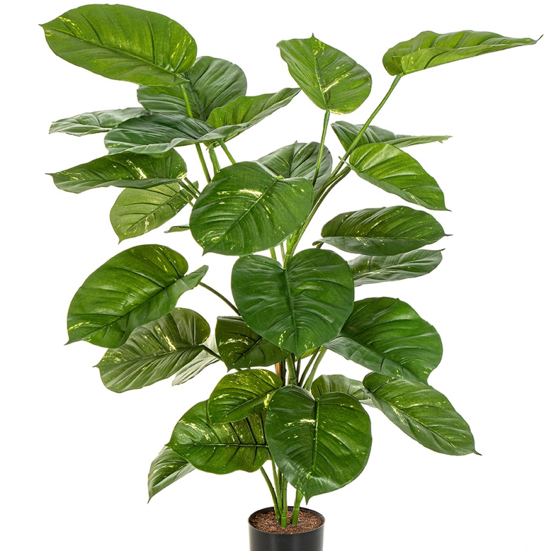 Pothos Plant Giant Leaf 115 cm