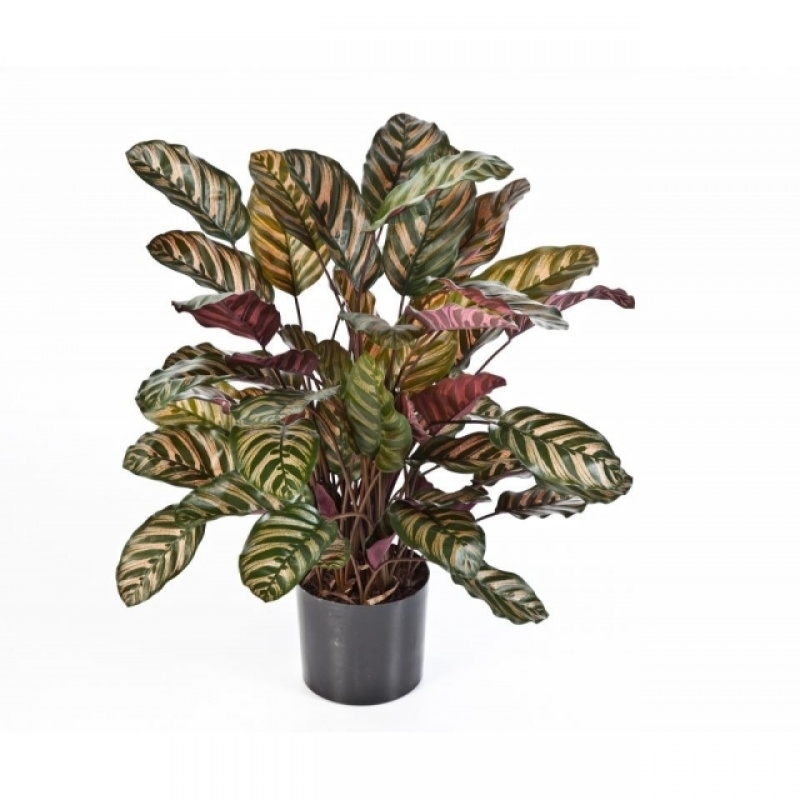 Red calathea x 65 w/pot 78-80 cm