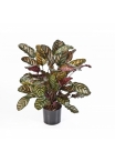 Red calathea x 65 w/pot 78-80 cm