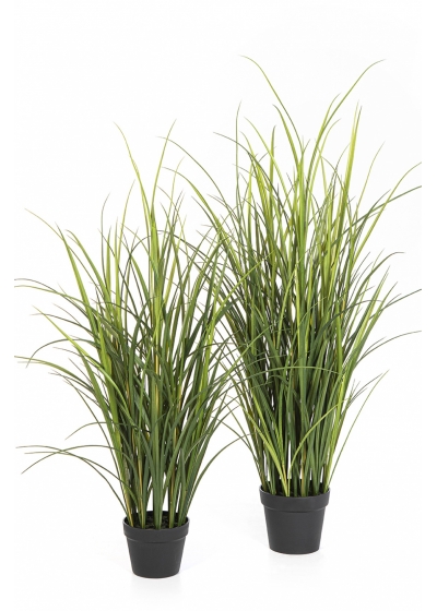 Reed Grass - UV 120-140 cm