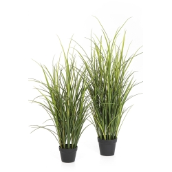 Reed Grass - UV 120-140 cm
