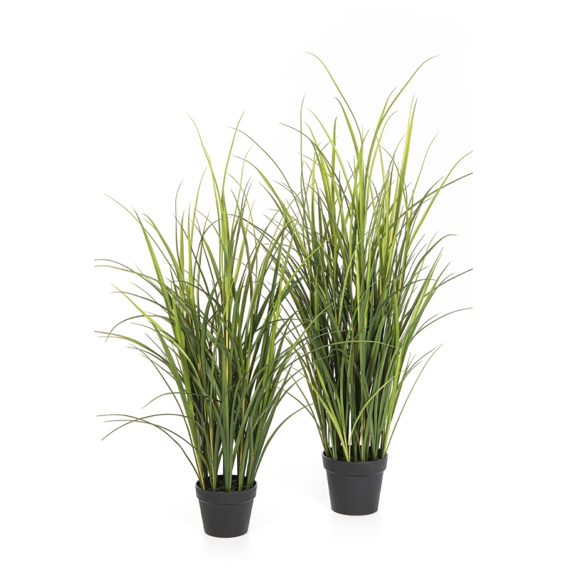 Reed Grass - UV 120-140 cm