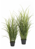 Reed Grass - UV 120-140 cm