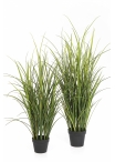 Reed Grass - UV 120-140 cm