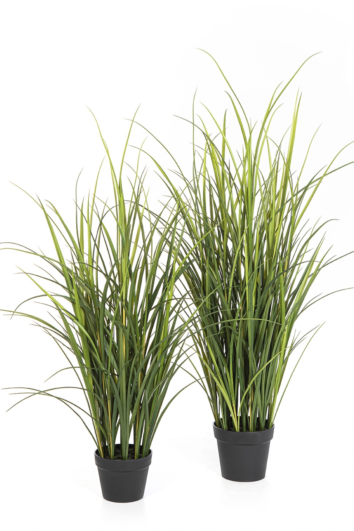 Reed Grass - UV 120-140 cm