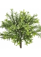Rosemary Bush - UV 32 cm