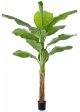 Royal Bananatree 200 cm