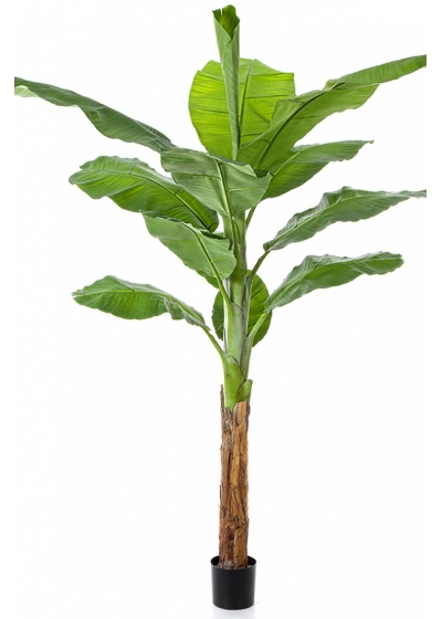 Royal Bananatree 200 cm