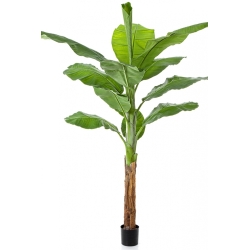 Royal Bananatree 200 cm