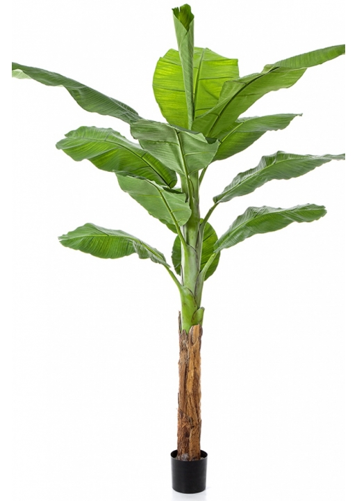 Royal Bananatree 200 cm