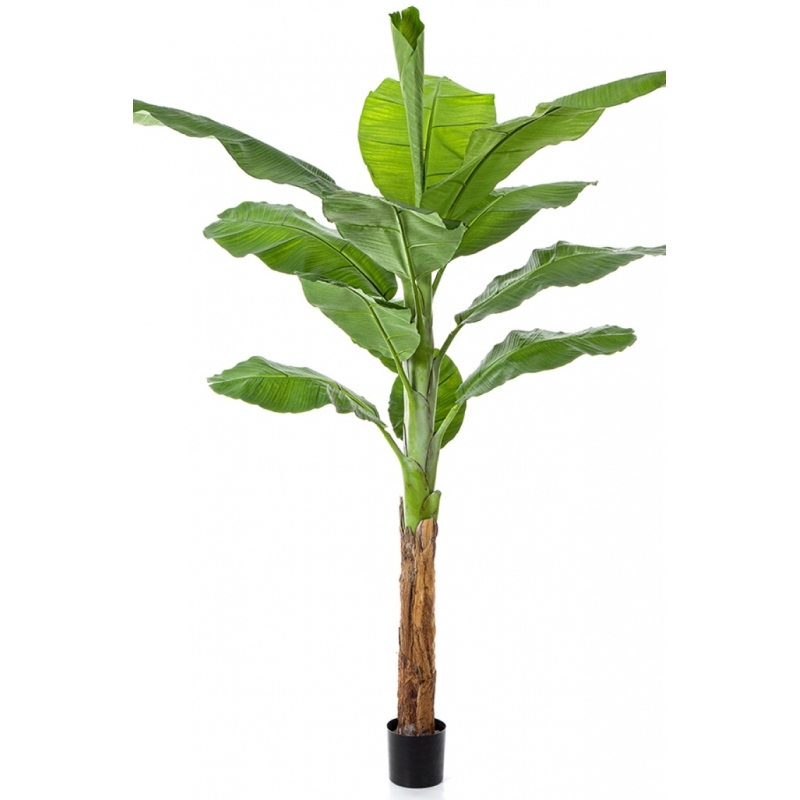 Royal Bananatree 200 cm
