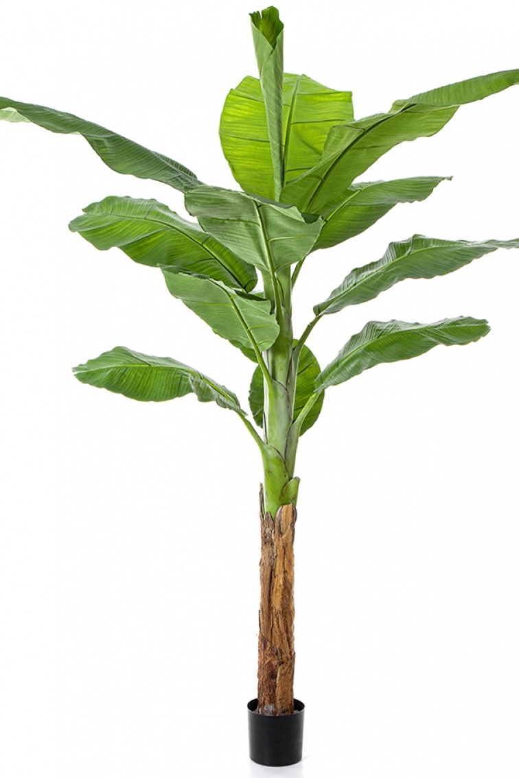 Royal Bananatree 200 cm
