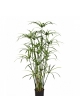 Royal Papyrus plant w/pot 125-155 cm