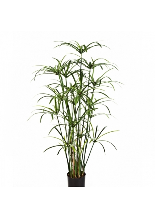 Royal Papyrus plant w/pot 125-155 cm
