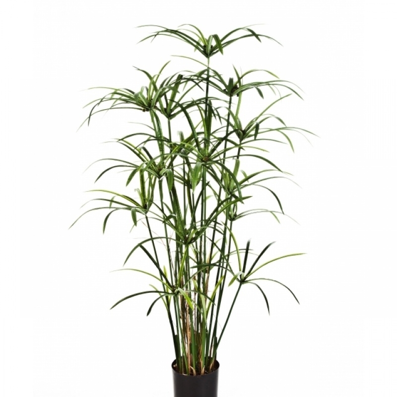Royal Papyrus plant w/pot 125-155 cm