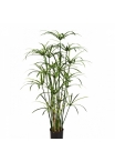 Royal Papyrus plant w/pot 125-155 cm