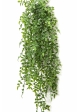 Ruscus Hanging Bush x 8 -UV 70-95 cm