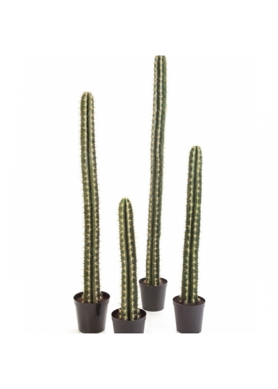 SINGLE COLUMN CACTUS W/POT 206 cm