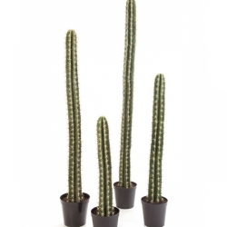 SINGLE COLUMN CACTUS W/POT 206 cm