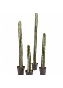 SINGLE COLUMN CACTUS W/POT 206 cm