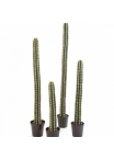 SINGLE COLUMN CACTUS W/POT 206 cm