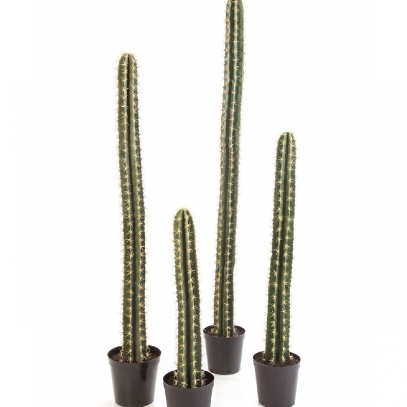 SINGLE COLUMN CACTUS W/POT 206 cm