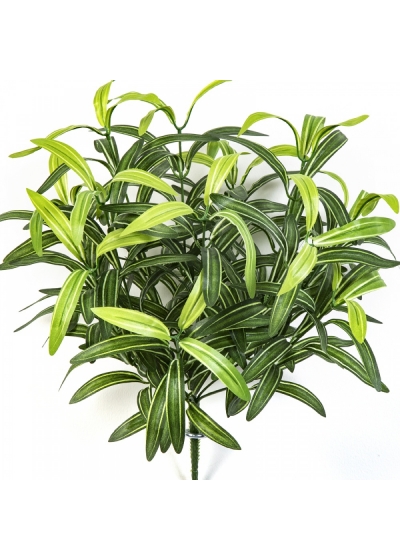 SPIDER BUSH X 12 GREEN 40 cm