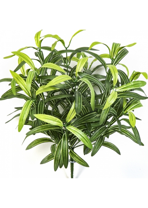 SPIDER BUSH X 12 GREEN 40 cm