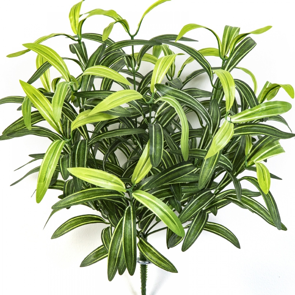 SPIDER BUSH X 12 GREEN 40 cm