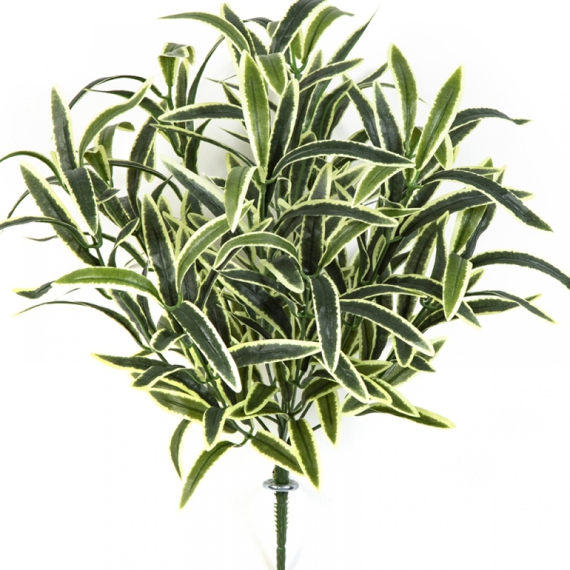 SPIDER BUSH X 12 GREEN/CREAM 40 cm