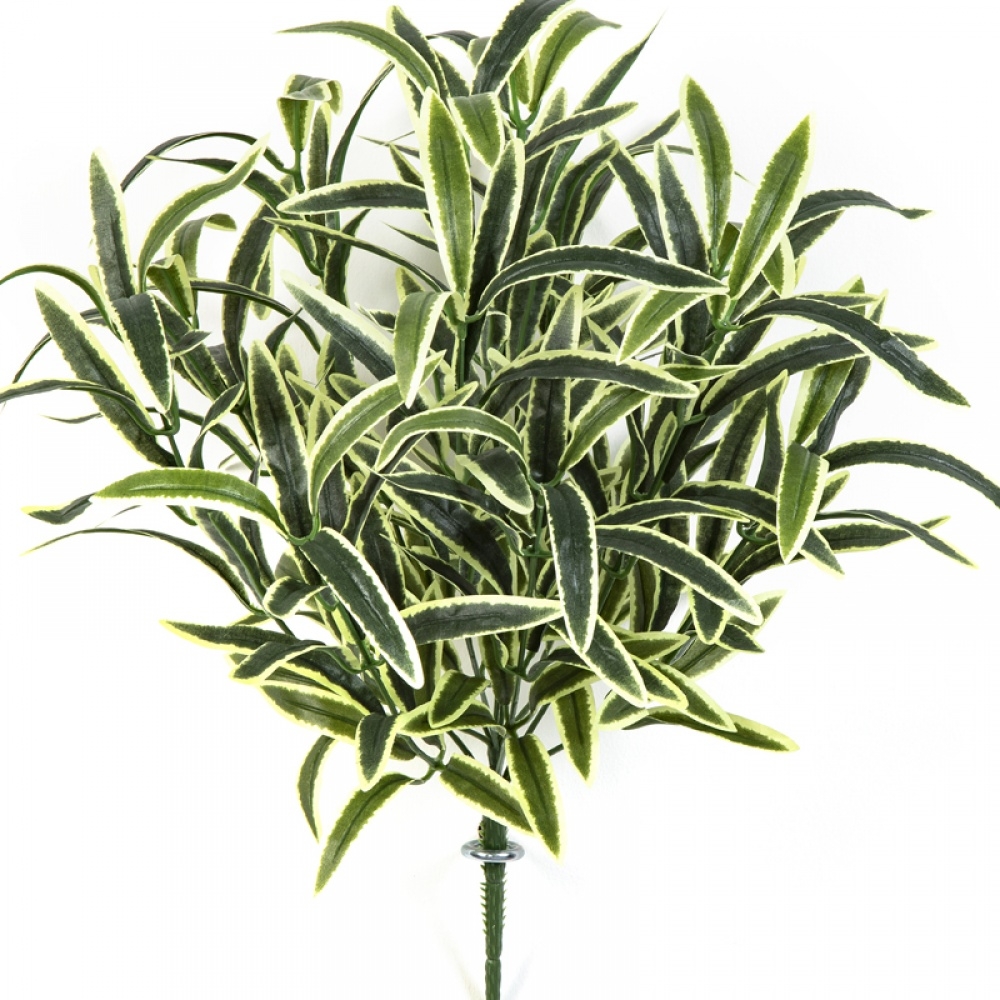 SPIDER BUSH X 12 GREEN/CREAM 40 cm