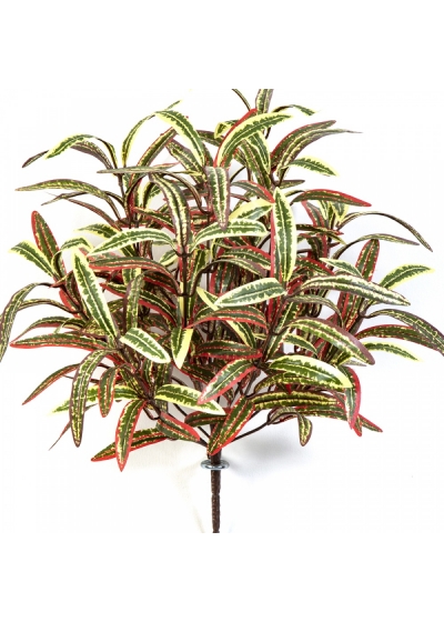 SPIDER BUSH X 12 GREEN/RED 40 cm