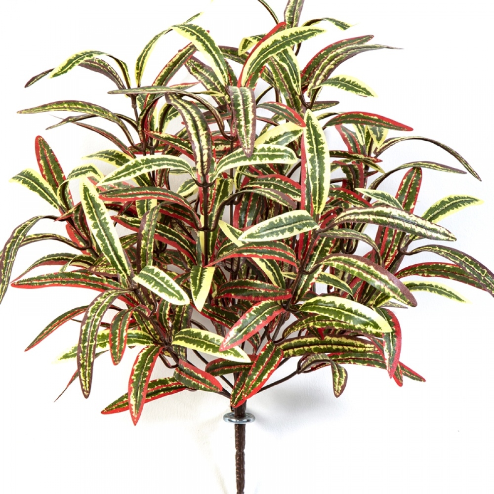 SPIDER BUSH X 12 GREEN/RED 40 cm