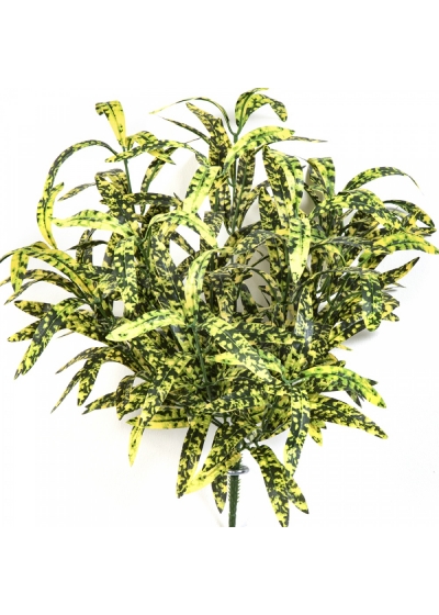 SPIDER BUSH X 12 GREEN/YELLOW 40 cm