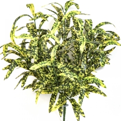SPIDER BUSH X 12 GREEN/YELLOW 40 cm