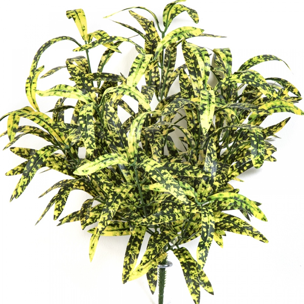 SPIDER BUSH X 12 GREEN/YELLOW 40 cm