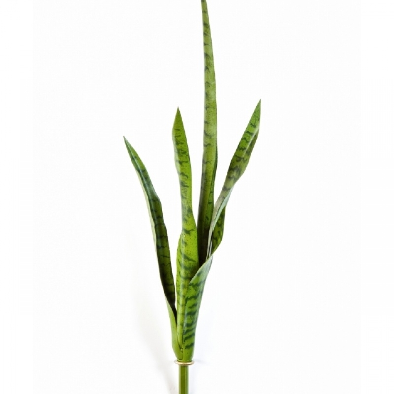 Sanseveria Green 81 cm